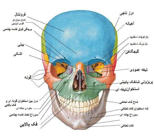 آناتومی جمجمه
